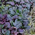 Ajuga