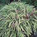 Variegated Liriope