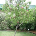 Desert Willow