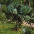 Dwarf Palmetto Palm