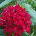 Pentas
