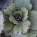 Cabbage - Osakara Red Flowering
