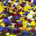 Pansy- Delta Pure Colors Mix