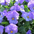 Viola- Rocky Blue for You