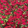 Dianthus- Ideal Crimson