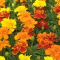 Marigold- Mix