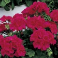 Vegetative Geranium- Rose