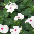 Vinca Pacifica- Polka Dot