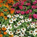Zinnia- Profusion 5 Color Mix - Residential-Seasonal Color Landscaping