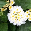 Lantana - Luck White