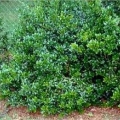 Dwarf Buford Holly