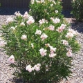 Oleander