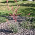 Red Yucca