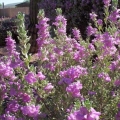 Texas Sage