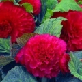 Begonia- Ruffled Rose