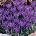 Crocus - Ruby Giant