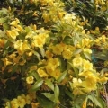 Carolina Jasmine